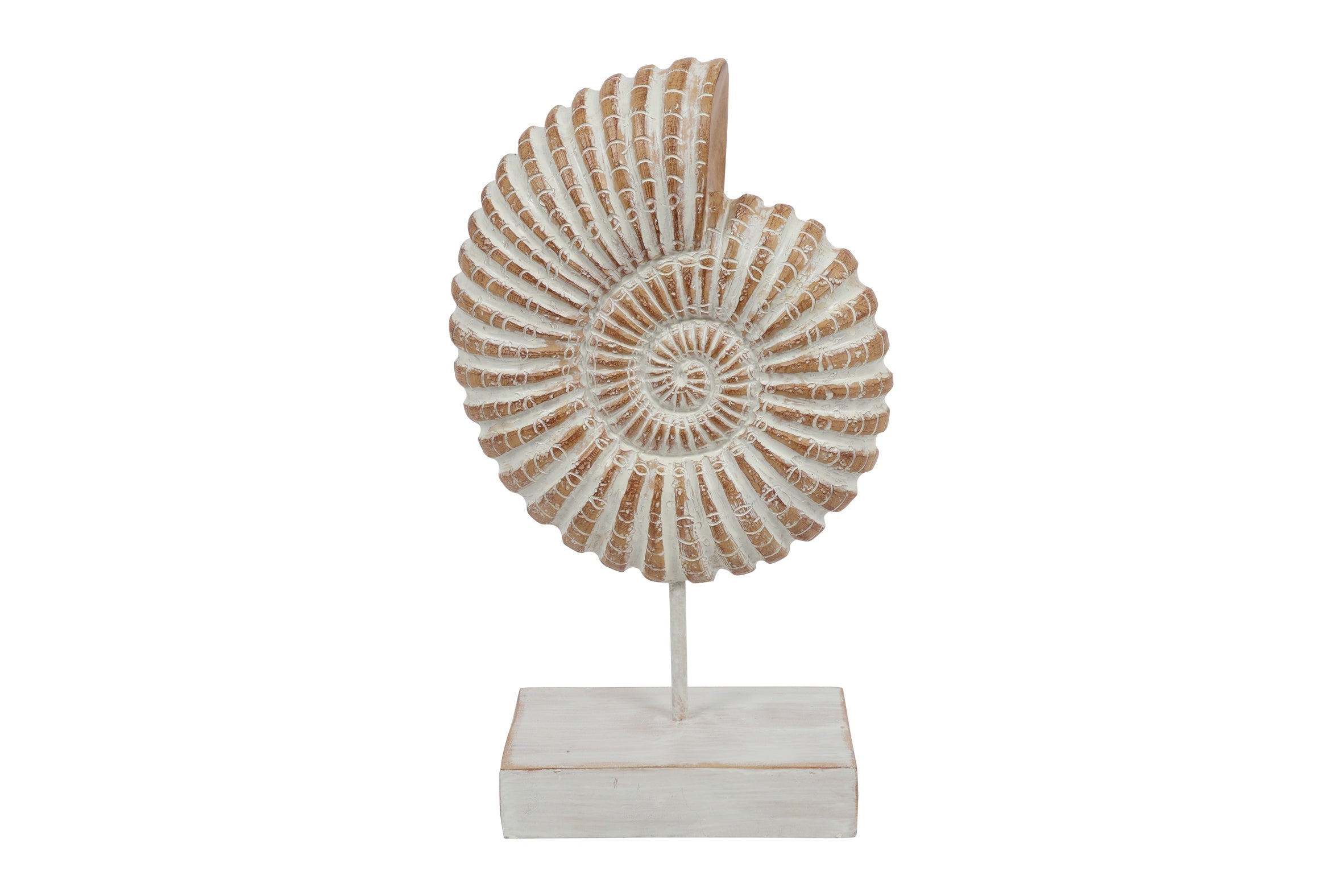 Ornamento Concha Fossilizada Castanha 34x21cm